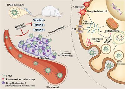 Resveratrol-Loaded TPGS-Resveratrol-Solid Lipid Nanoparticles for Multidrug-Resistant Therapy of Breast Cancer: In Vivo and In Vitro Study